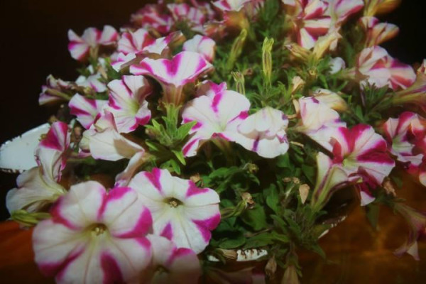 Milí rodičia a priatelia hudby.