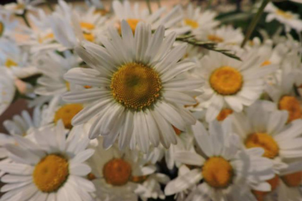 Absolventský koncert ZUŠ 2016