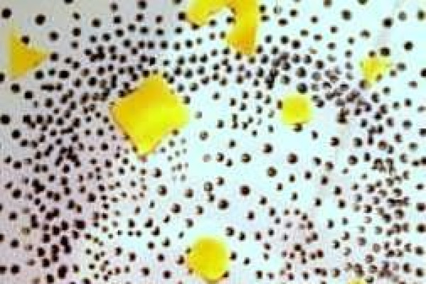 Tvoríme v domácom prostredí pod vedením J. Khouri