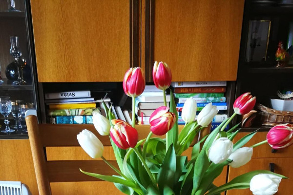 Tvoríme v domácom prostredí pod vedením J. Khouri