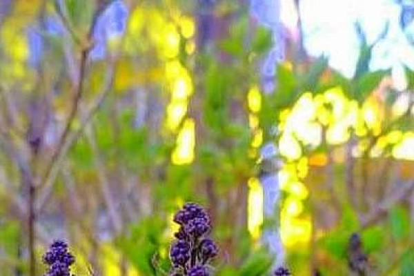 Tvoríme v domácom prostredí pod vedením J. Khouri