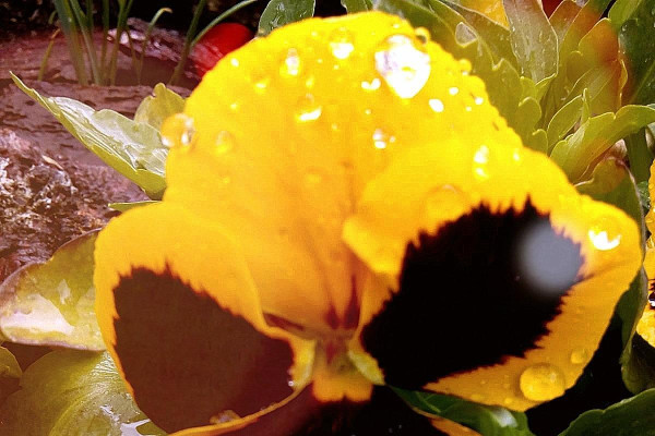 Tvoríme v domácom prostredí pod vedením J. Khouri