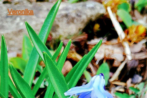 Tvoríme v domácom prostredí pod vedením J. Khouri