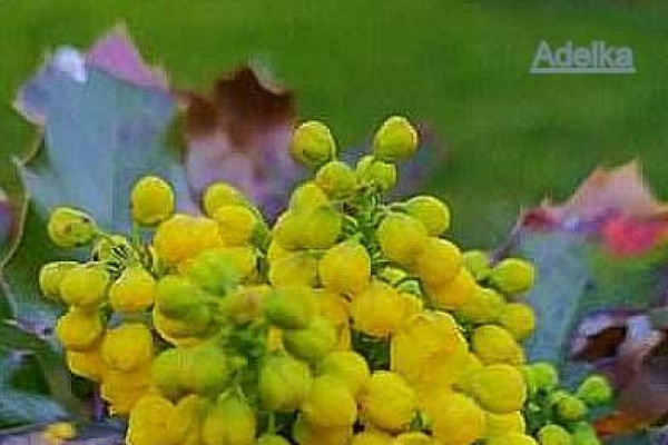 Tvoríme v domácom prostredí pod vedením J. Khouri