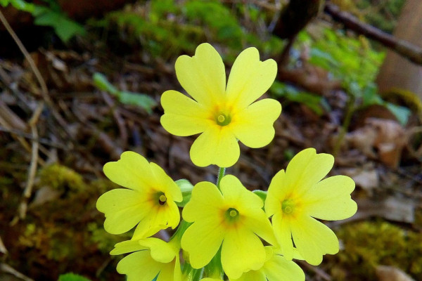 Tvoríme v domácom prostredí pod vedením J. Khouri
