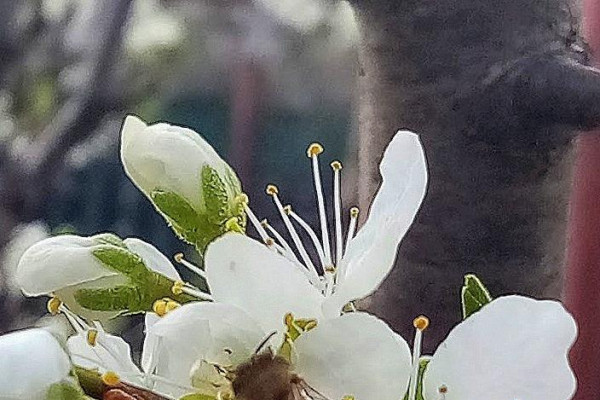 Tvoríme v domácom prostredí pod vedením J. Khouri