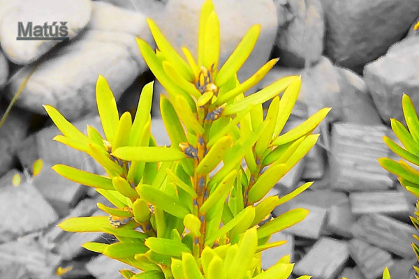 Tvoríme v domácom prostredí pod vedením J. Khouri