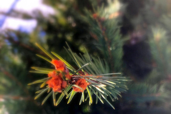 Tvoríme v domácom prostredí pod vedením J. Khouri