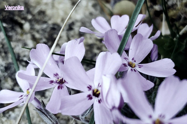 Tvoríme v domácom prostredí pod vedením J. Khouri