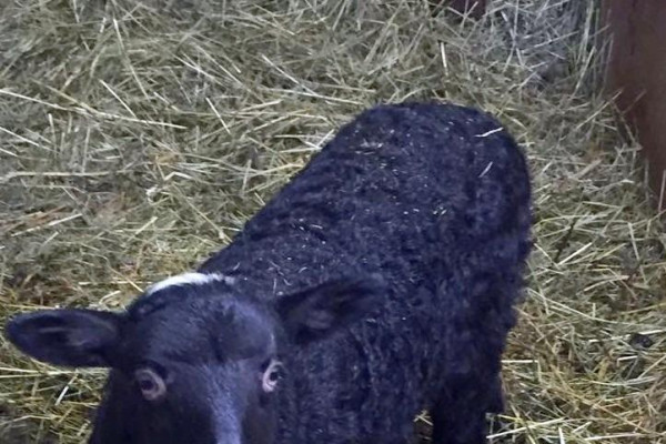 Tvoríme v domácom prostredí pod vedením J. Khouri