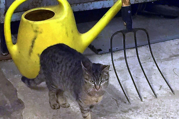 Tvoríme v domácom prostredí pod vedením J. Khouri