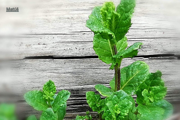 Tvoríme v domácom prostredí pod vedením J. Khouri