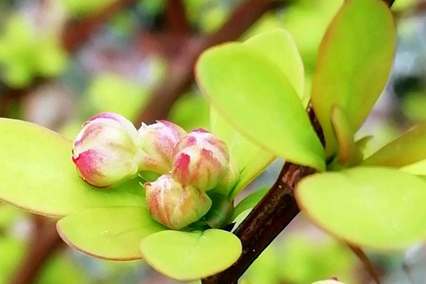 Tvoríme v domácom prostredí pod vedením J. Khouri