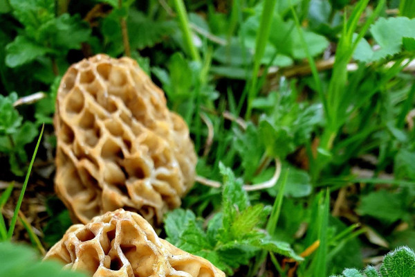 Tvoríme v domácom prostredí pod vedením J. Khouri