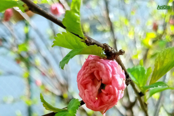 Tvoríme v domácom prostredí pod vedením J. Khouri