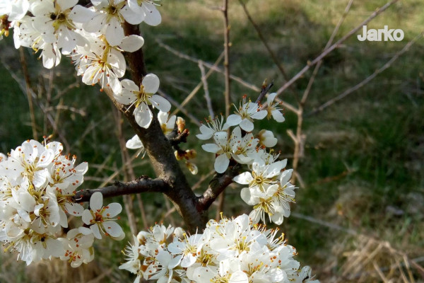 Tvoríme v domácom prostredí pod vedením J. Khouri