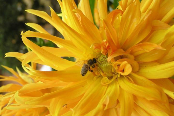 ,, J I Ř I N K O V É S L Á V N O S T I 