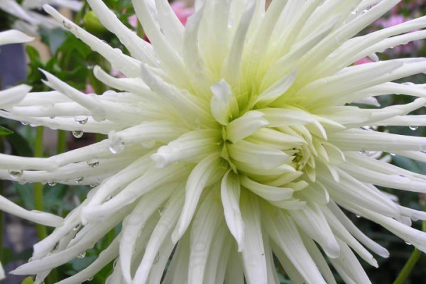 ,, J I Ř I N K O V É S L Á V N O S T I 