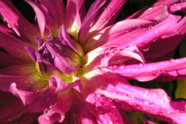 ,, J I Ř I N K O V É S L Á V N O S T I 