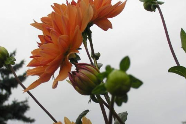 ,, J I Ř I N K O V É S L Á V N O S T I 