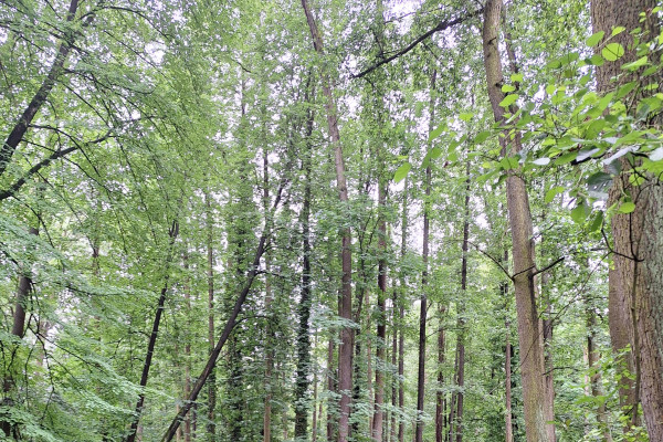 Cesta za poznaním tradičného sklárskeho remesla do Valaskej Dubovej.
