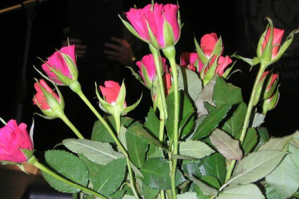 Koncert k sviatku žien